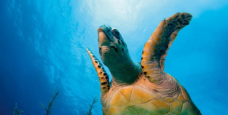A Hawksbill turtle swimming underwater